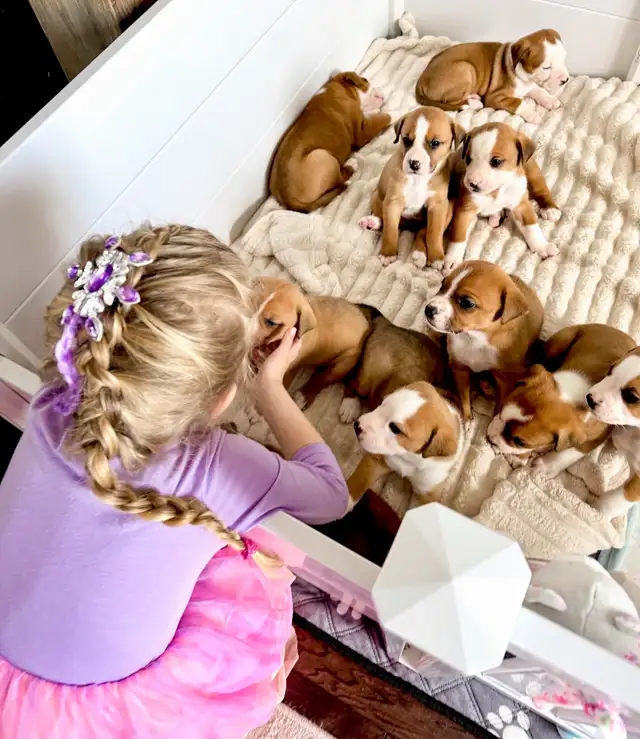 8 chiots mélange bouledogue anglais Colle à l'adoption - Photo 8