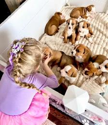 8 chiots mélange bouledogue anglais Colle à l'adoption - Photo 8