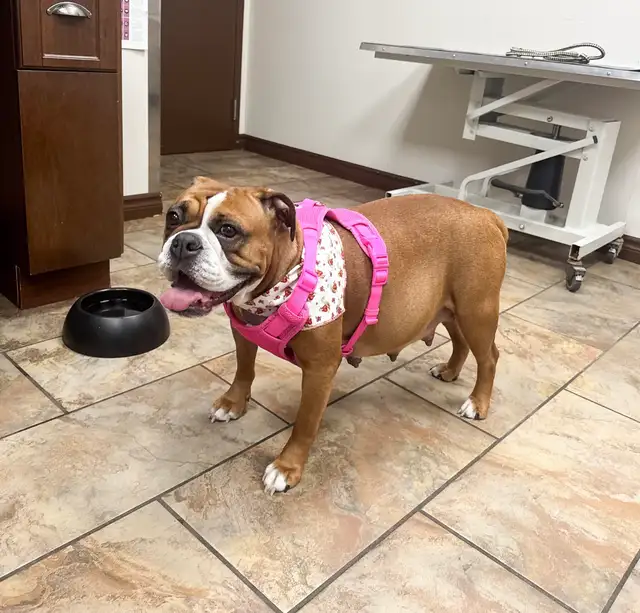 8 chiots mélange bouledogue anglais Colle à l'adoption - Photo 9