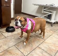 8 chiots mélange bouledogue anglais Colle à l'adoption - Photo 9