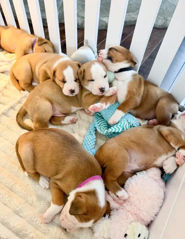 8 chiots mélange bouledogue anglais Colle à l'adoption - Photo 10