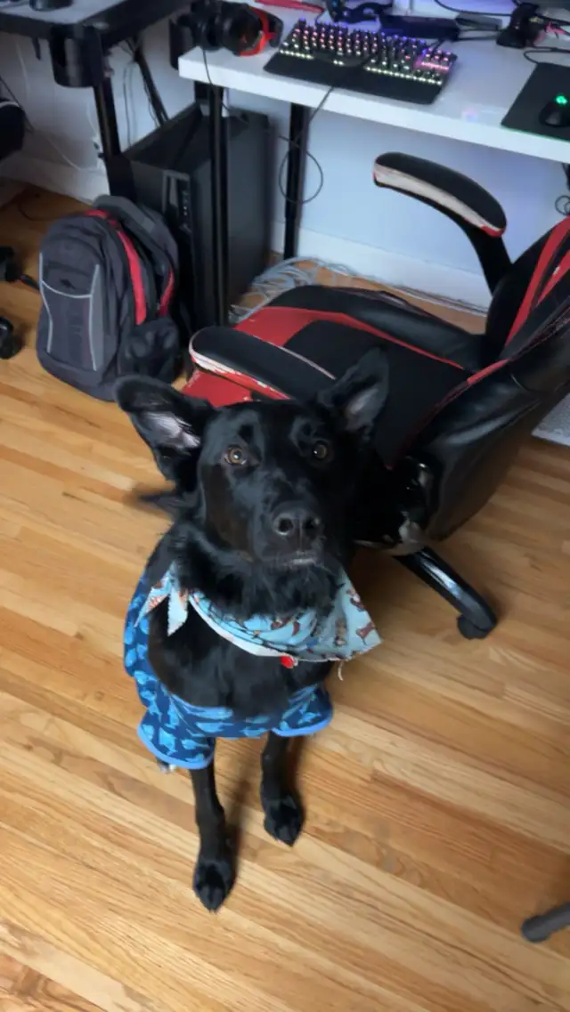 4 year old Male German Shepard x