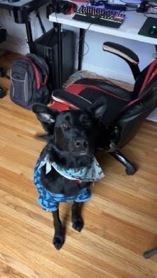 4 year old Male German Shepard x