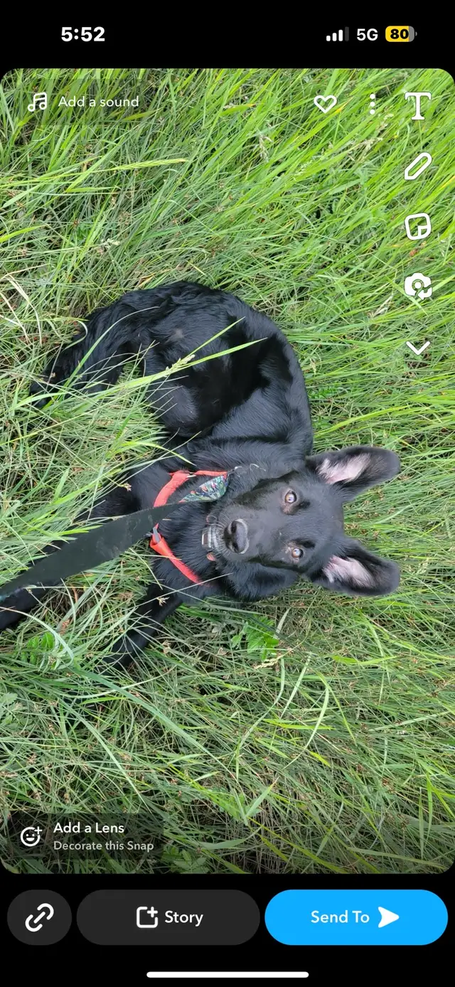 4 year old Male German Shepard x - Photo 2