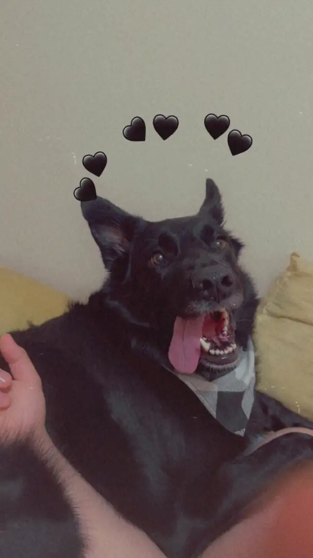 4 year old Male German Shepard x - Photo 3