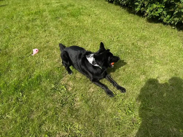 4 year old Male German Shepard x - Photo 4