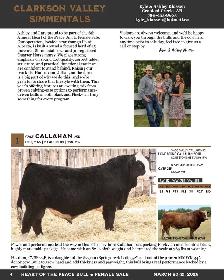 Yearling Simmental Bulls For Sale