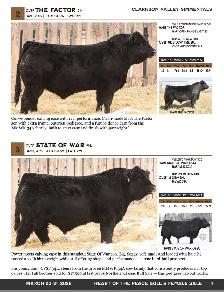 Yearling Simmental Bulls For Sale - Photo 2