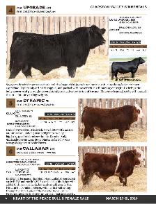 Yearling Simmental Bulls For Sale - Photo 3