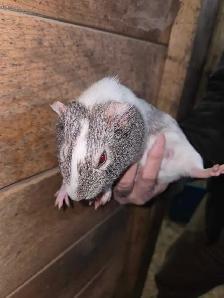Female Guinea Pigs
