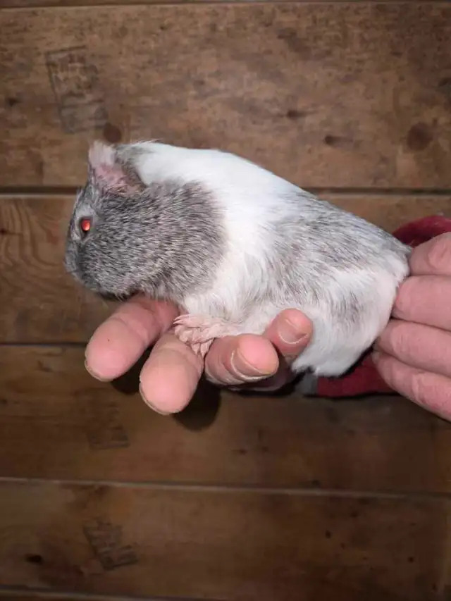 Female Guinea Pigs - Photo 2