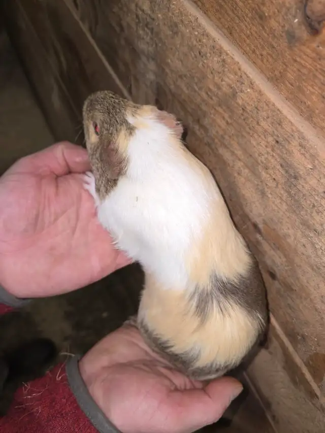 Female Guinea Pigs - Photo 3
