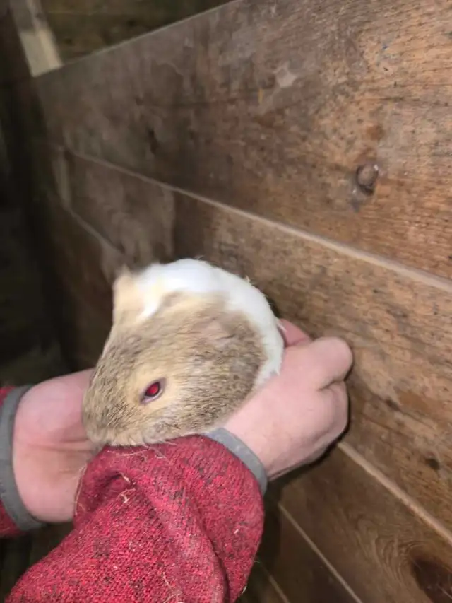 Female Guinea Pigs - Photo 4