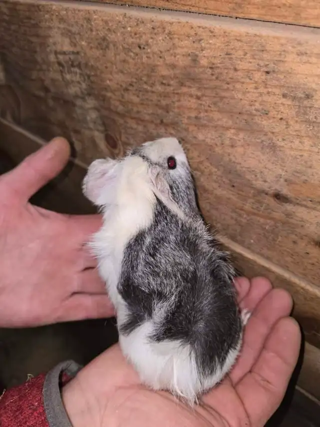 Female Guinea Pigs - Photo 5