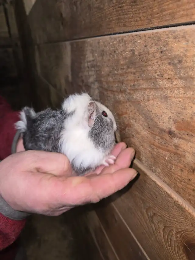 Female Guinea Pigs - Photo 6
