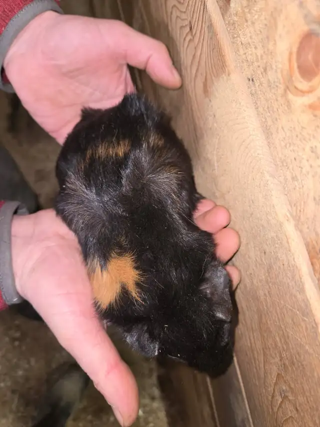 Female Guinea Pigs - Photo 7