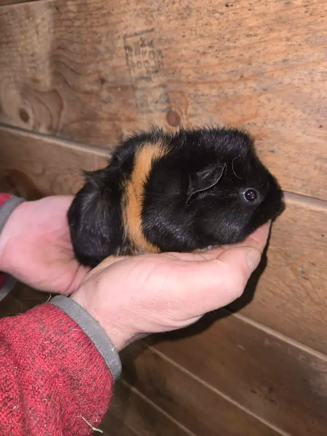 Female Guinea Pigs - Photo 8