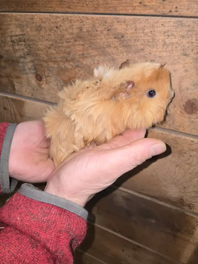 Female Guinea Pigs - Photo 10