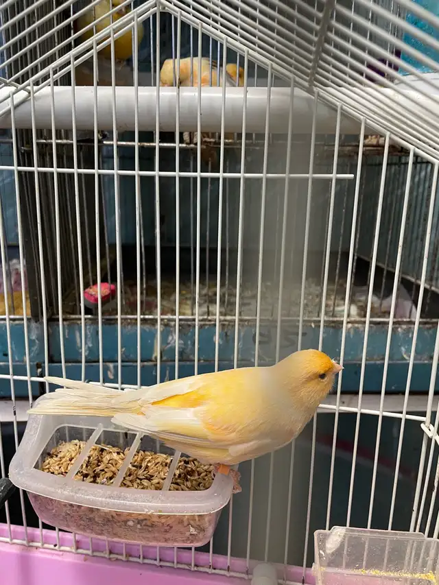 canari plusieurs couleurs de disponible