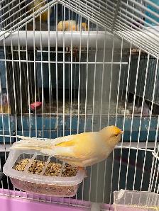 canari plusieurs couleurs de disponible