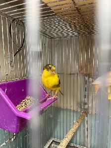 canari plusieurs couleurs de disponible - Photo 2