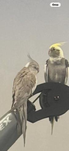 cockatiel for sale - Photo 2