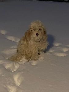 Puppie for sale - Photo 2