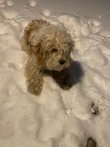 Puppie for sale - Photo 3