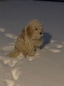 Puppie for sale - Photo 4