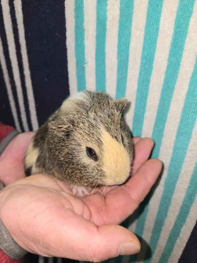 Male Guinea Pigs - Photo 2