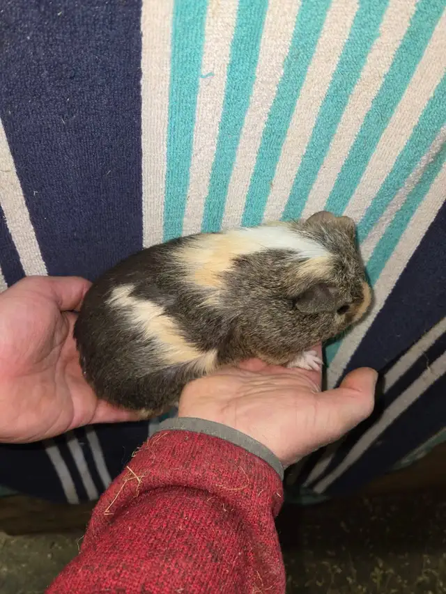 Male Guinea Pigs - Photo 3