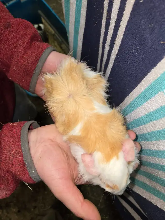 Male Guinea Pigs - Photo 4