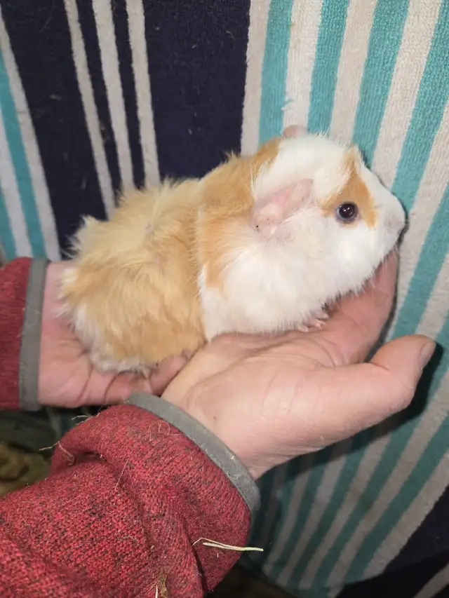 Male Guinea Pigs - Photo 5