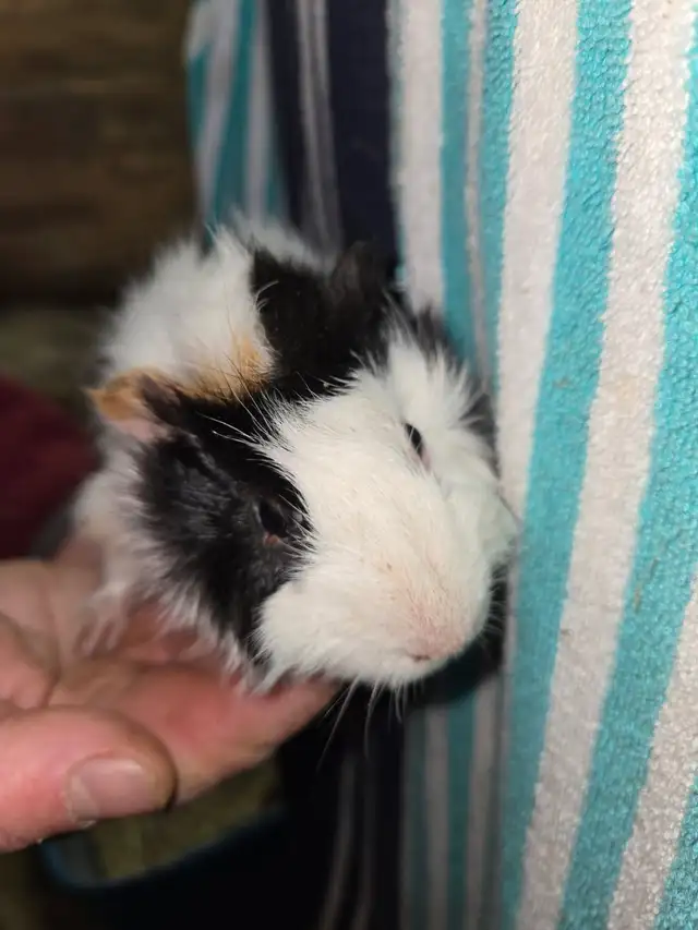 Male Guinea Pigs - Photo 6