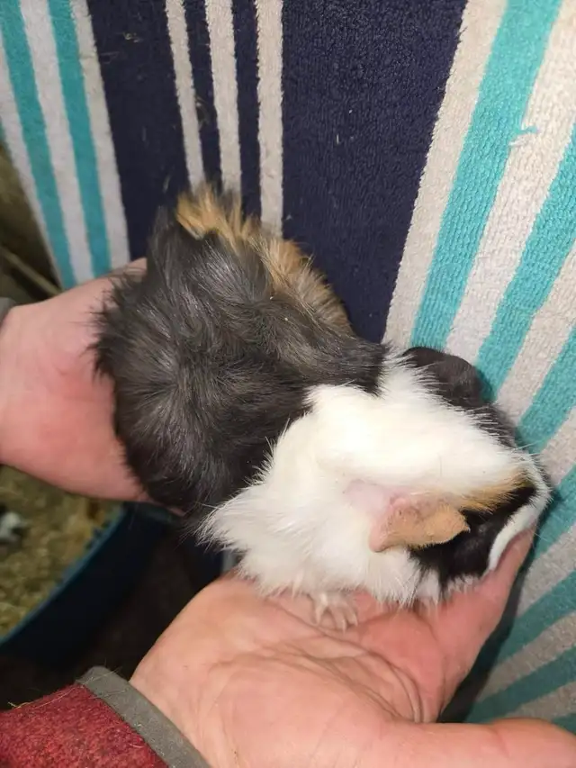 Male Guinea Pigs - Photo 7