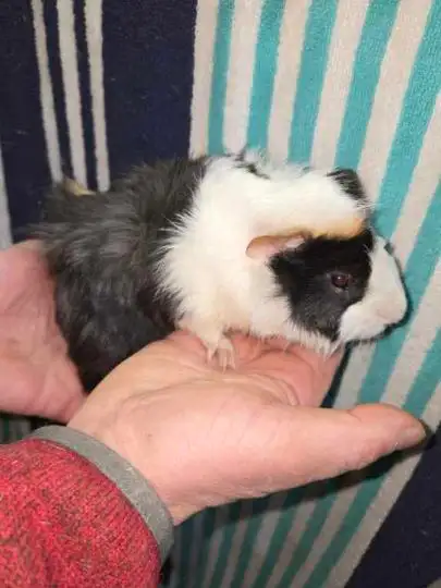 Male Guinea Pigs - Photo 8