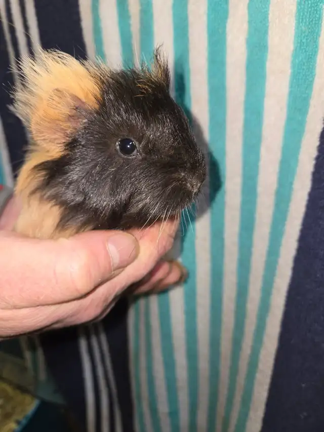 Male Guinea Pigs - Photo 9