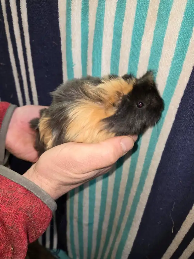 Male Guinea Pigs - Photo 10