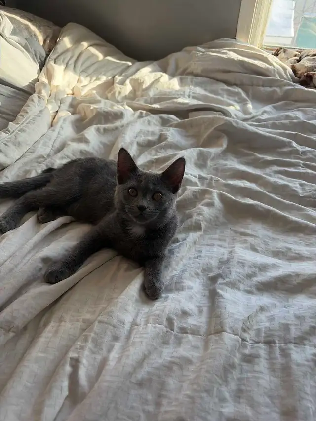 kitten for rehoming - Photo 2