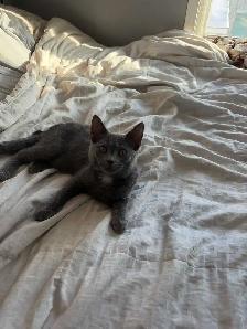 kitten for rehoming - Photo 2