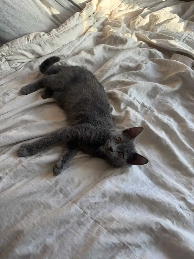 kitten for rehoming - Photo 3