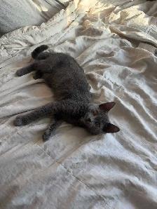 kitten for rehoming - Photo 3