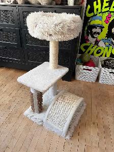 kitten for rehoming - Photo 4