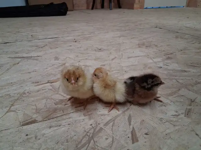 Boven Brown and Ameraucana Chicks