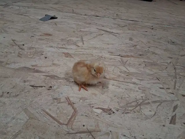 Boven Brown and Ameraucana Chicks - Photo 2