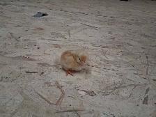 Boven Brown and Ameraucana Chicks - Photo 2