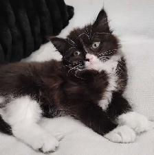 Chaton Sibérien hypoallergene - Photo 3