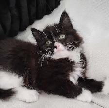 Chaton Sibérien hypoallergene - Photo 4