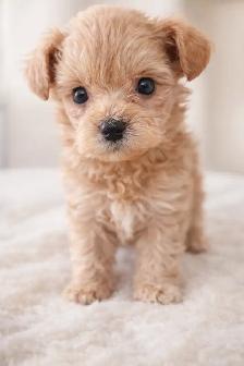 TINY TOY Maltipoo 5-6lbs adult (Maltese X toy poodle) - Photo 2