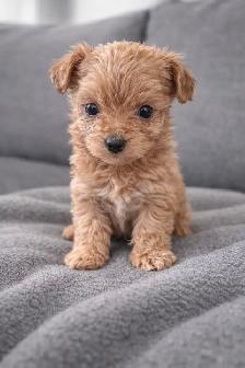 TINY TOY Maltipoo 5-6lbs adult (Maltese X toy poodle) - Photo 3